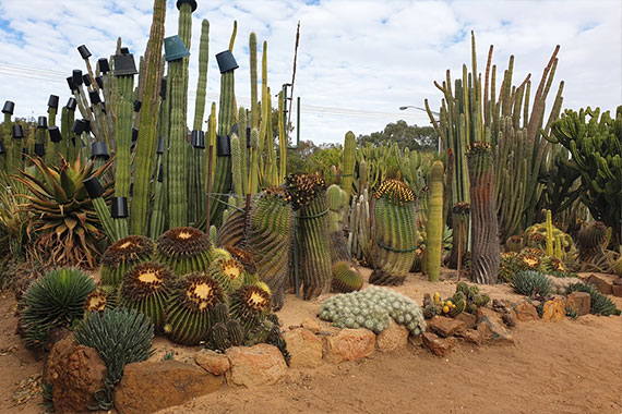 Orana Cactus World