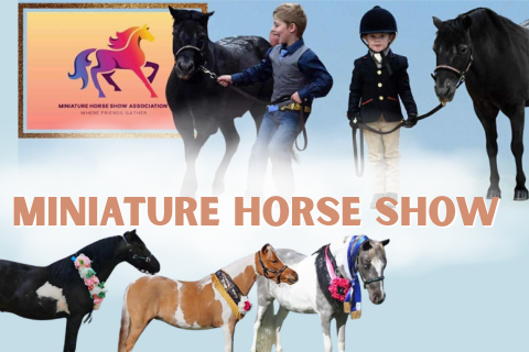 Miniature Horse Show